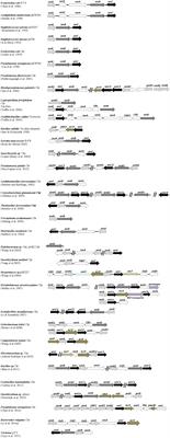 Distribution of Arsenic Resistance Genes in Prokaryotes